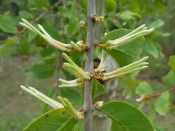 Image of Erianthemum dregei (Eckl. & Zeyh.) van Tiegh.