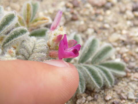 Image of Astragalus lentiginosus var. pseudiodanthus