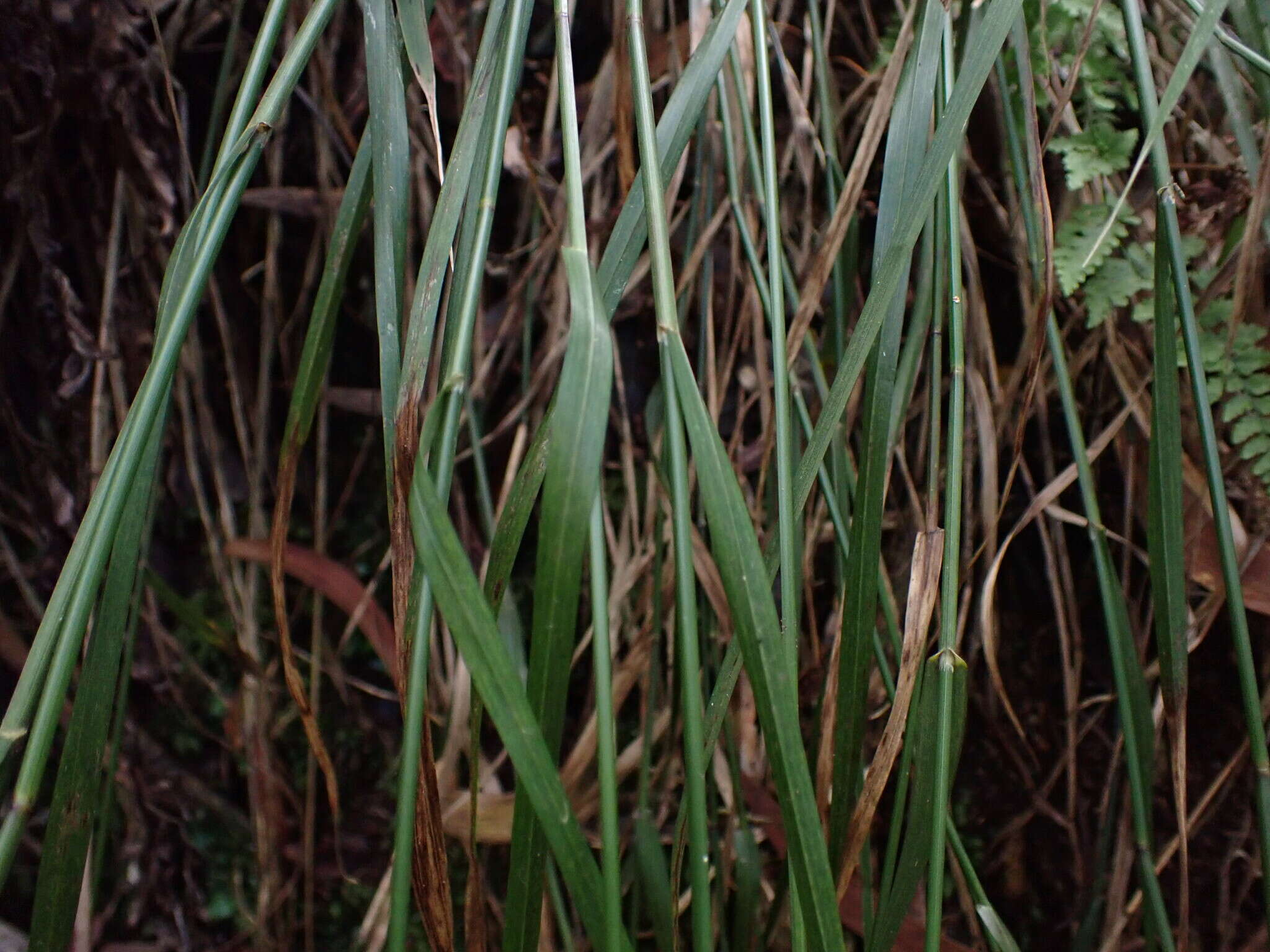 Image of Hawaii Blue Grass