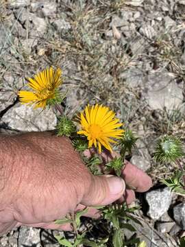 Image of rough gumweed