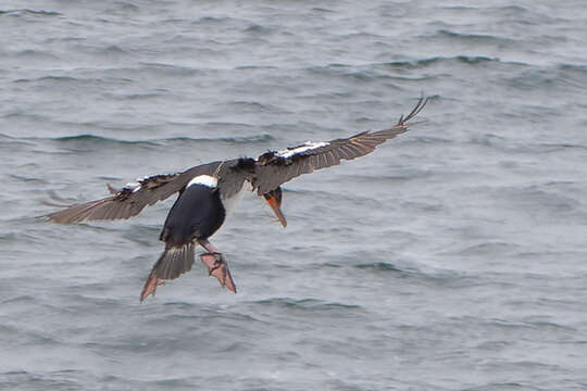 Image of Chatham Island shag