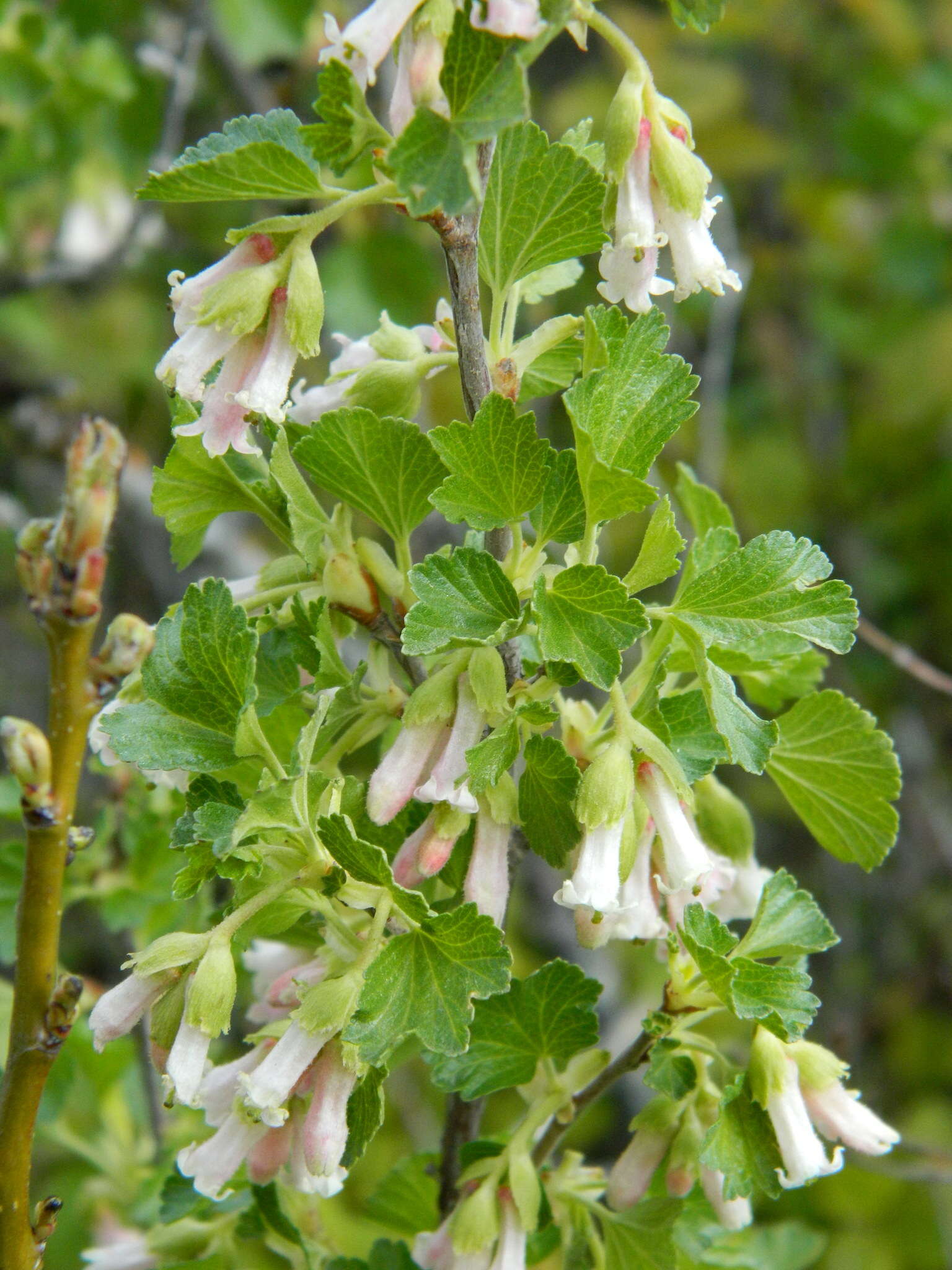 Image of whisky currant