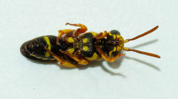 Image of Nomada cubensis Cresson 1865