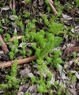 Sivun Stylidium adnatum R. Br. kuva