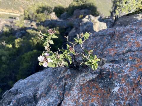 Image of Teedia pubescens Burch.