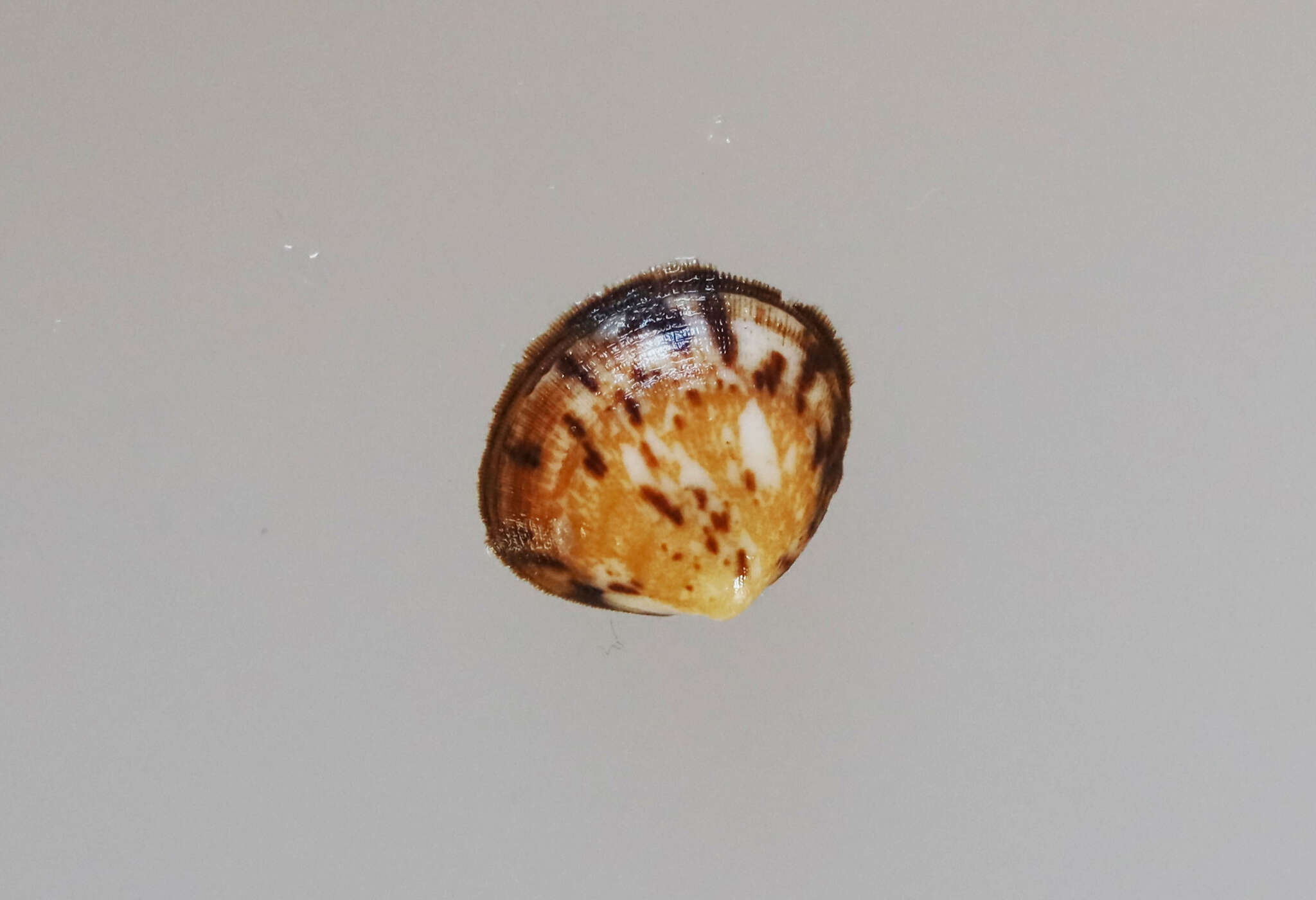 Слика од Glycymeris modesta (Angas 1879)