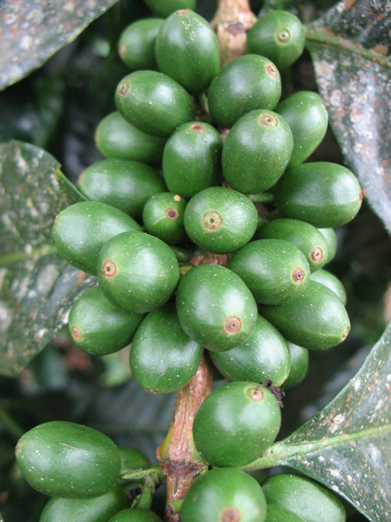 Coffea arabica (rights holder: Vilseskogen)