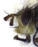Image of Chaetophthalmus bicolor (Macquart 1848)