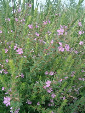 Слика од Lythrum alatum subsp. alatum