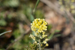 Image of Alyssum repens subsp. trichostachyum (Rupr.) Hayek