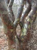 Image of Bursera leptophloeos Mart.