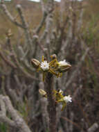 Image of Cynanchum macrolobum Jumelle & Perrier