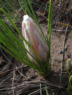 Image of Protea scorzonerifolia (Salisb. ex Knight) Rycroft