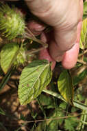 Image de Acalypha aristata Kunth