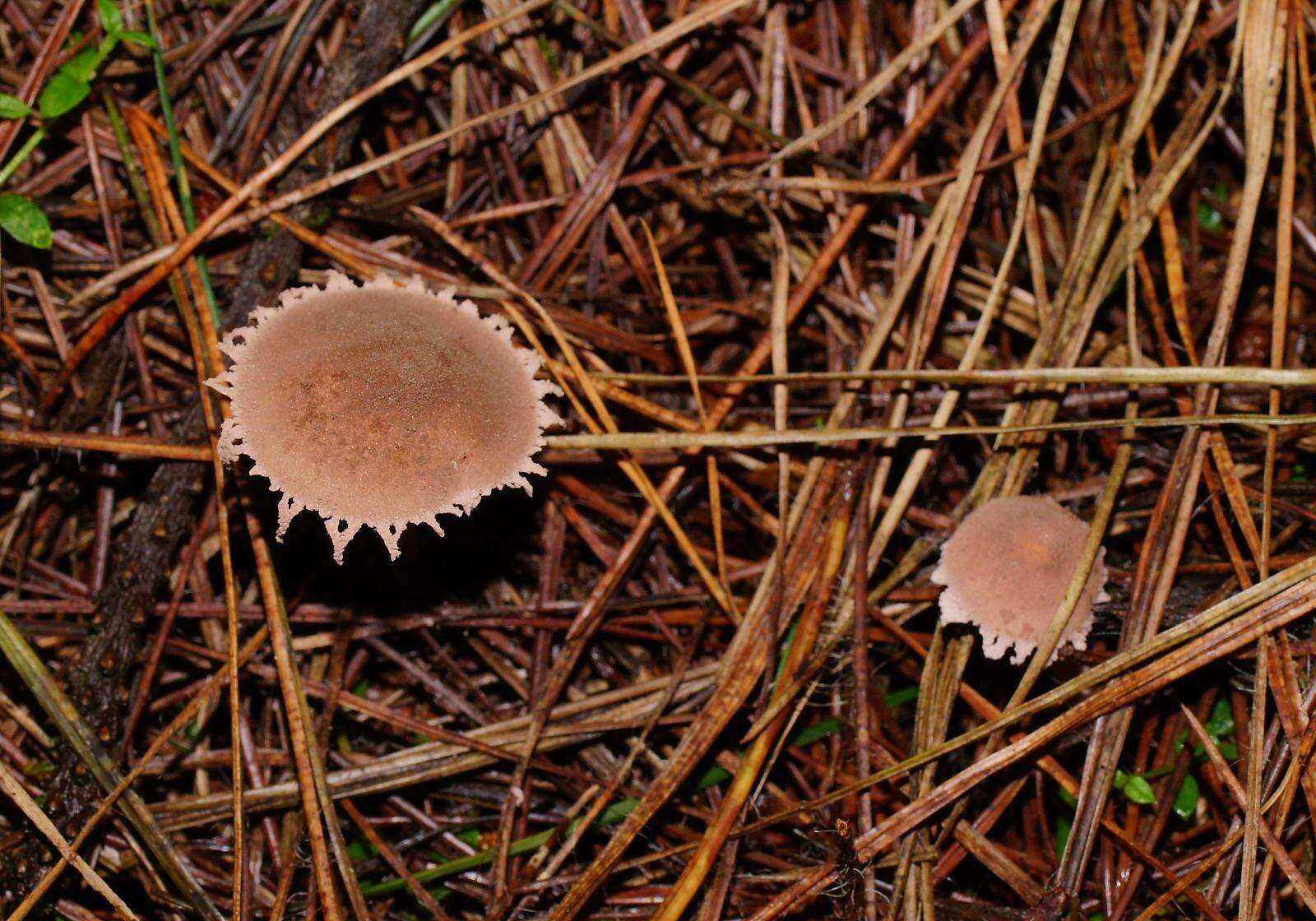 Imagem de Melanophyllum haematospermum (Bull.) Kreisel 1984