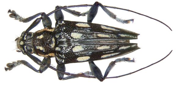 Image of <i>Trigonoptera maculata</i> Perroud 1855
