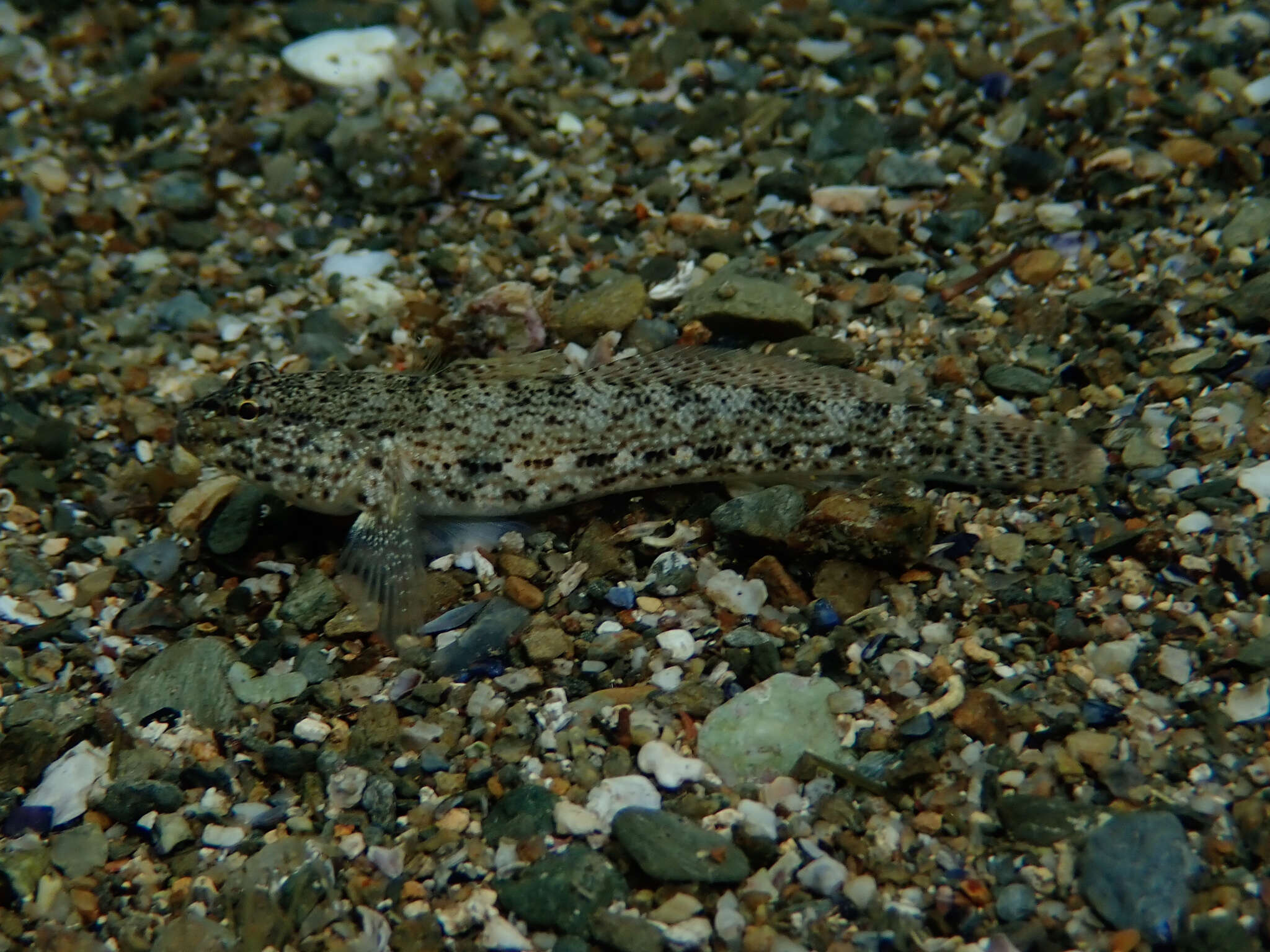 Image of Gobius incognitus Kovačić & Sanda 2016