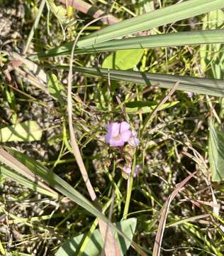 Image of Skinner's false foxglove