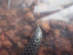 Image of Eastern Congo Burrowing Asp