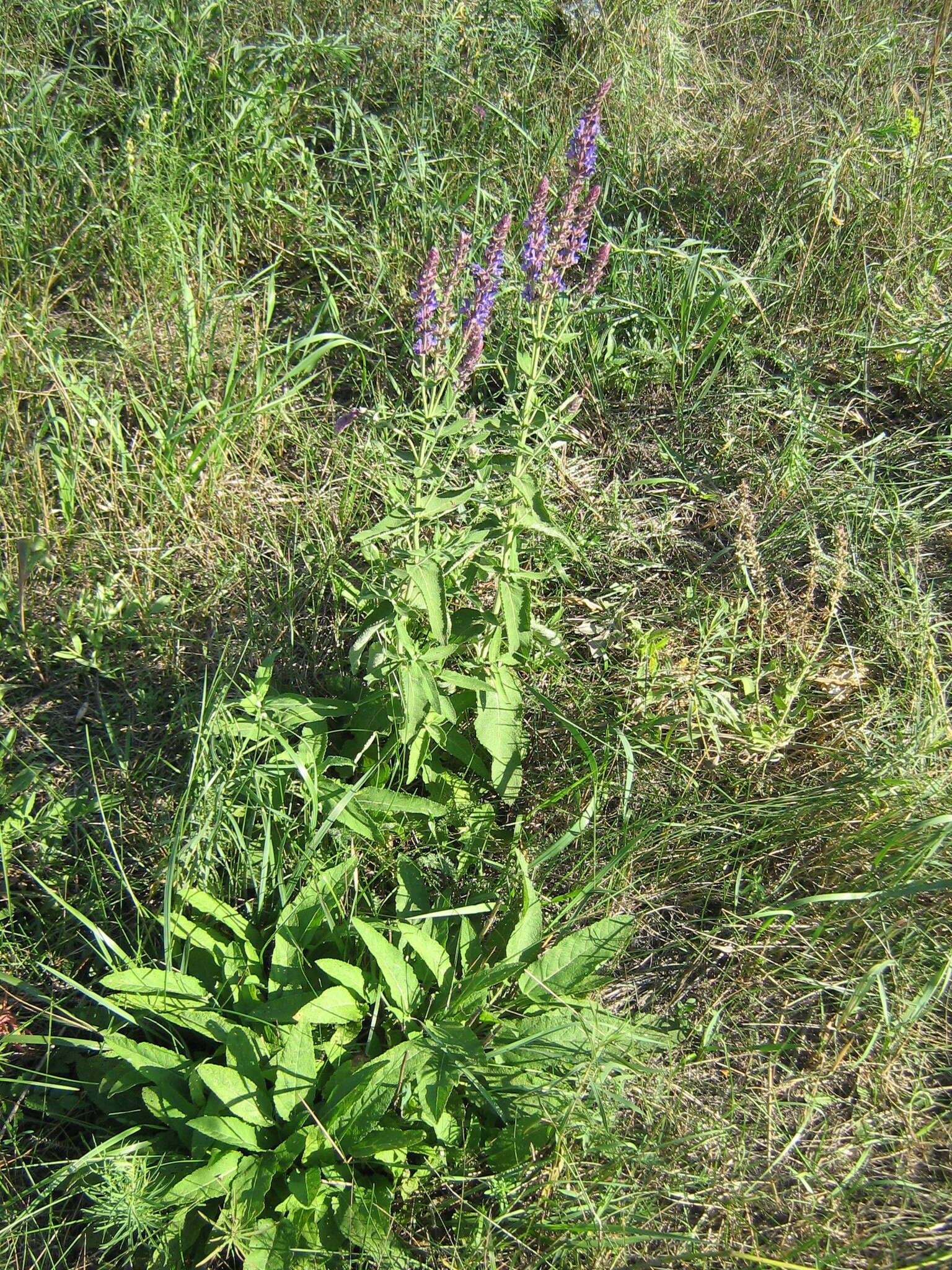 Imagem de Salvia nemorosa subsp. pseudosylvestris (Stapf) Bornm.