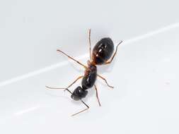 صورة Camponotus sanctus Forel 1904