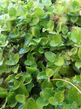 Image of Leptostigma setulosum (Hook. fil.) Fosberg