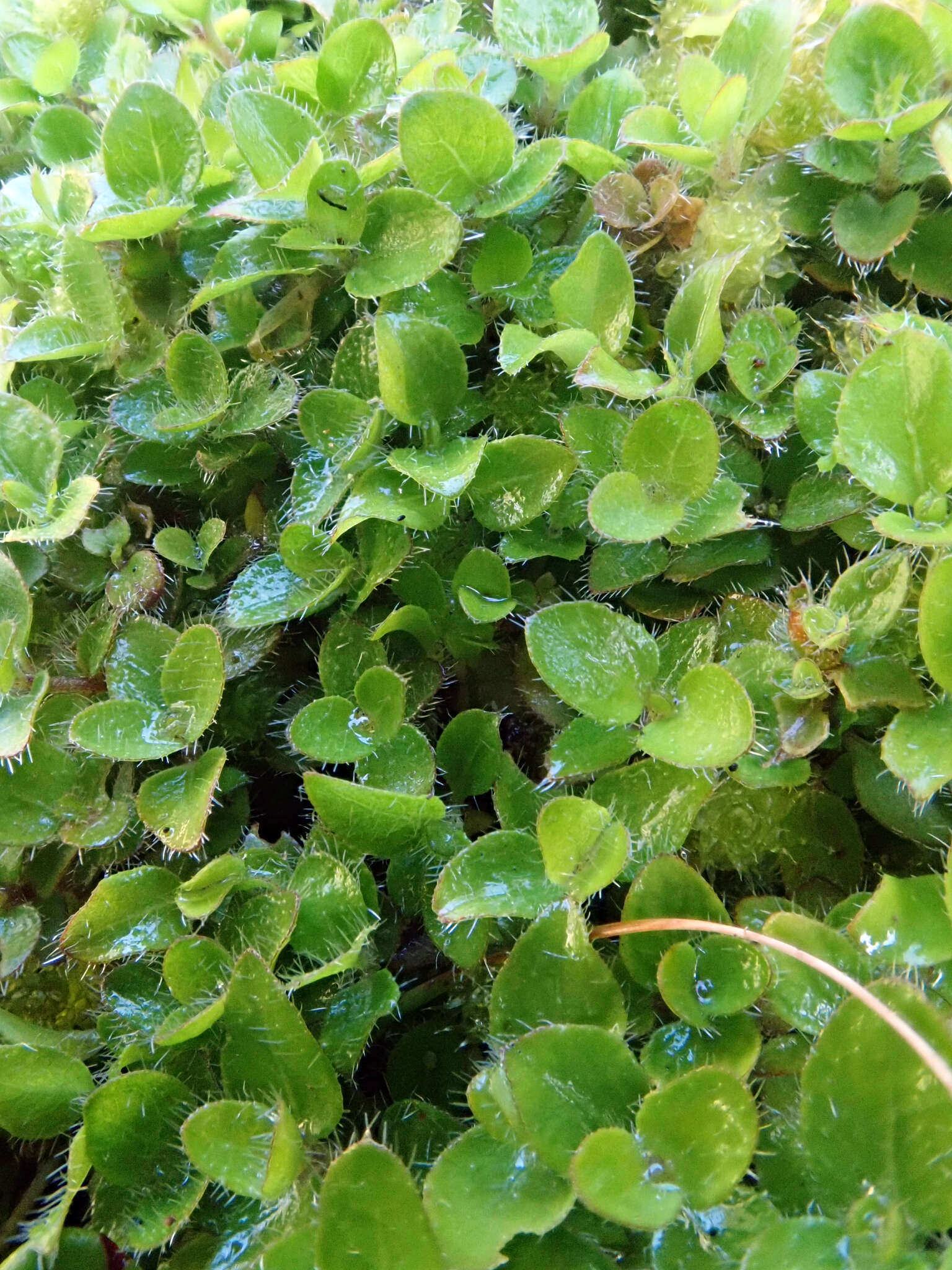 Plancia ëd Leptostigma setulosum (Hook. fil.) Fosberg