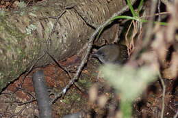 Image of Magellanic Tapaculo