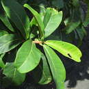 Image of Ficus catappifolia Kunth & Bouche