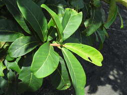 Sivun Ficus catappifolia Kunth & Bouche kuva