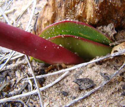 Imagem de Haemanthus sanguineus Jacq.