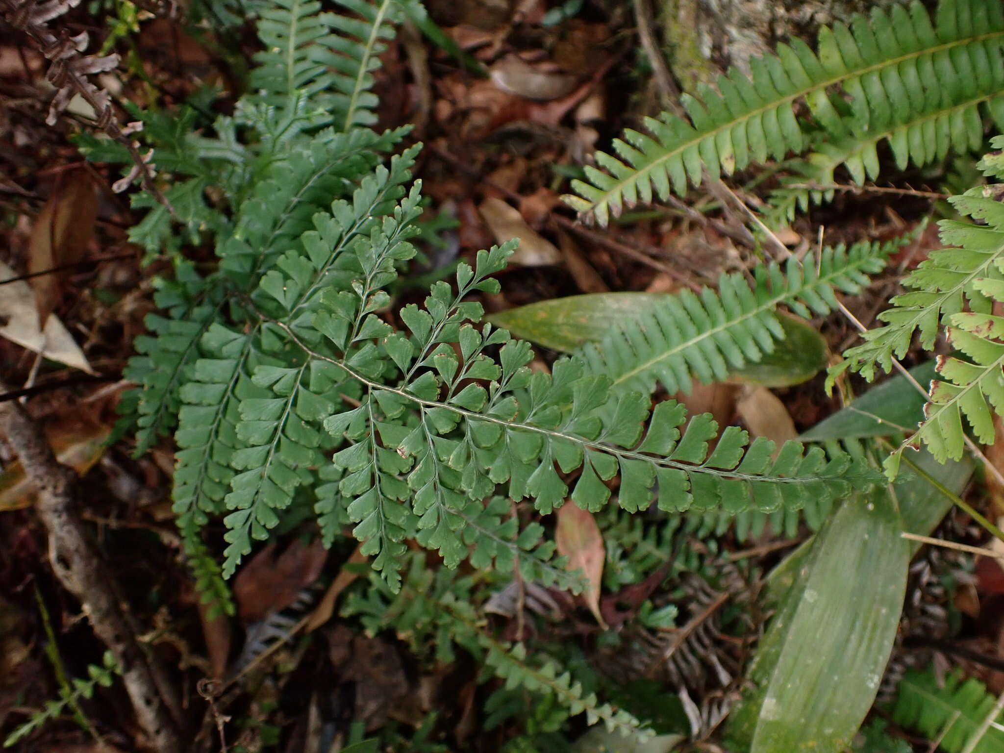 Image of Lindsaea chienii Ching