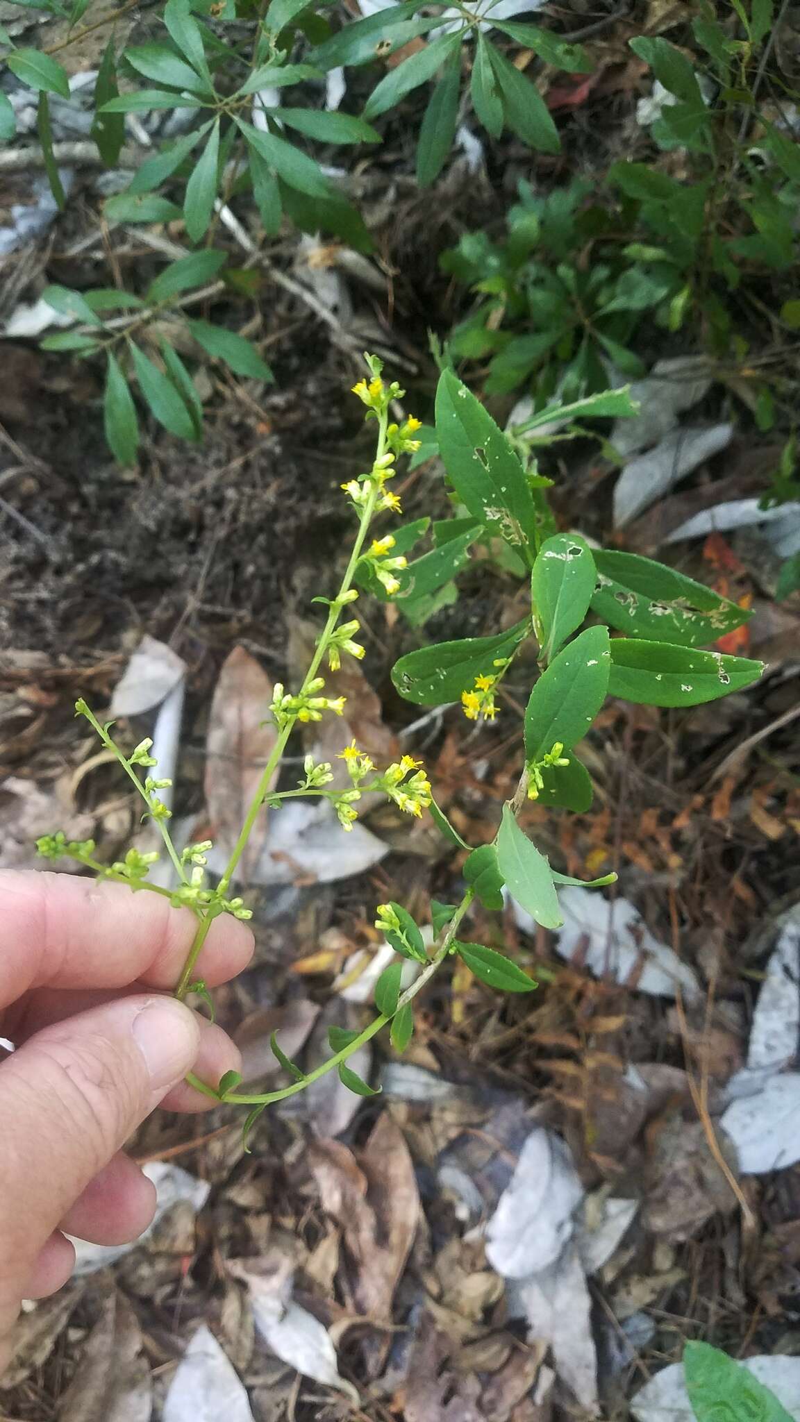 Image of roundleaf goldenrod