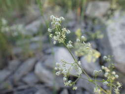 Plancia ëd Galium lucidum All.