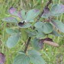 Image of Cotoneaster tomentosus (Ait.) Lindl.