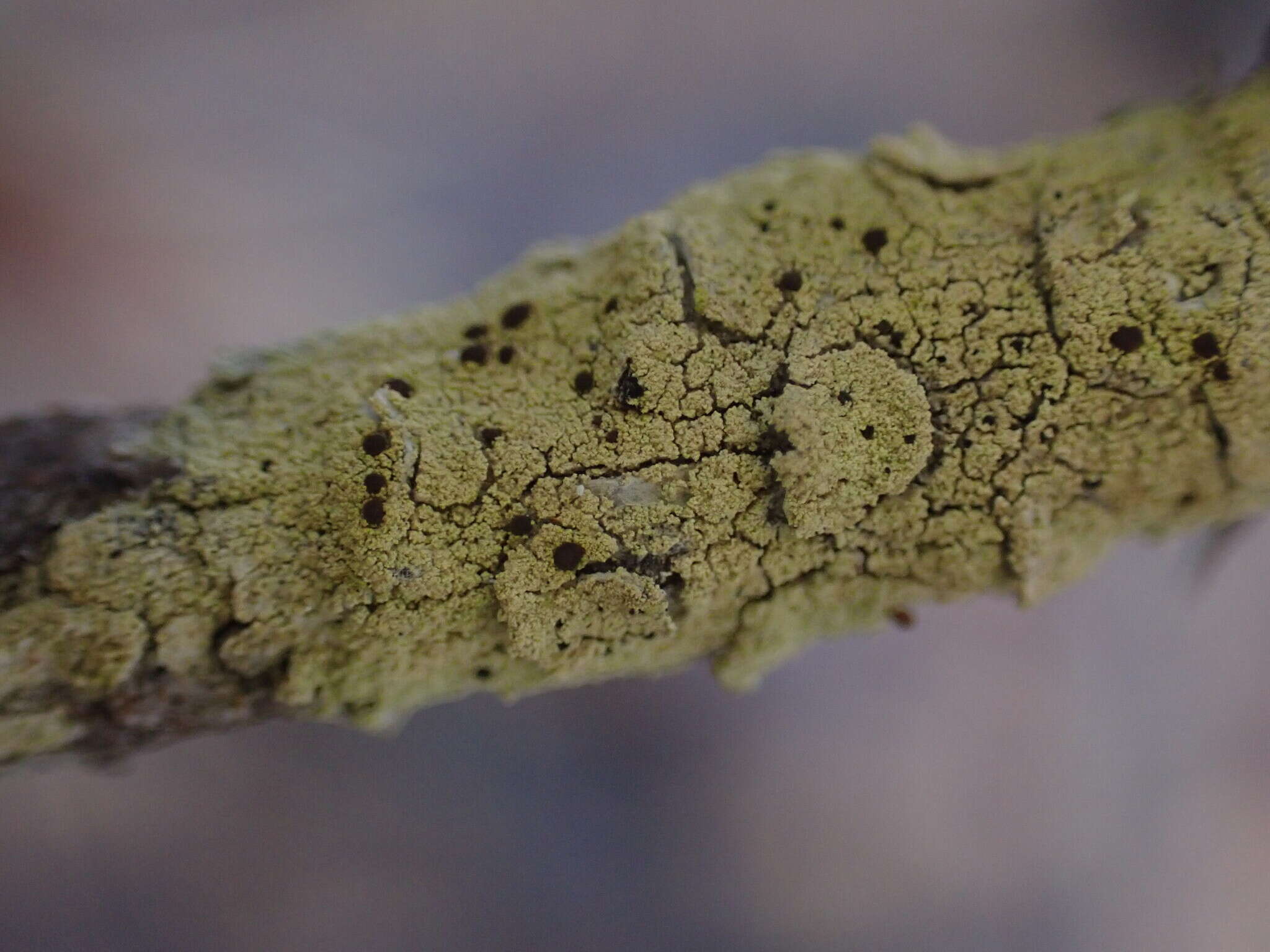 Image of pyrrhospora lichen