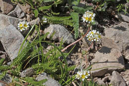Image of Utah mousetail