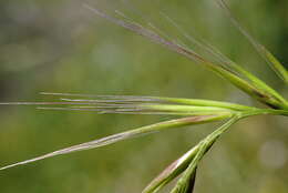 Image of crinkleawn fescue