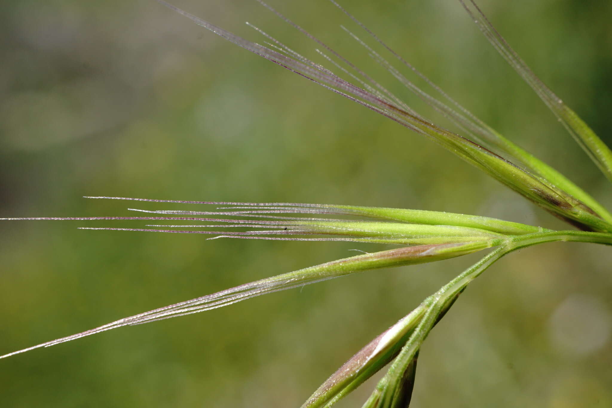 Image of crinkleawn fescue