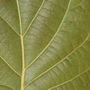 Image of Quercus radiata Trel.
