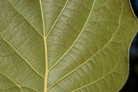 Image of Quercus radiata Trel.