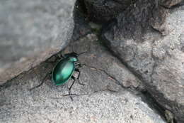 Imagem de Calosoma (Blaptosoma) atrovirens Chaudoir 1869