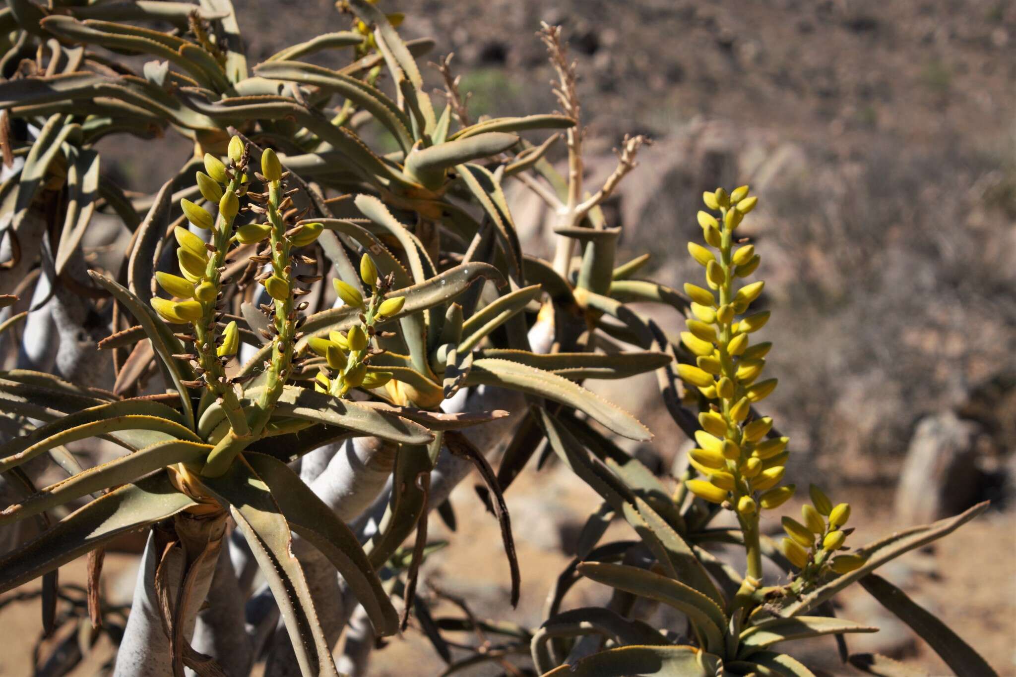 Sivun Aloidendron ramosissimum (Pillans) Klopper & Gideon F. Sm. kuva