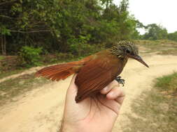 Image of Striped Woodcreeper