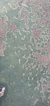 Image of wart lichen