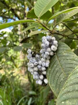 Image of Palicourea pilosa (Ruiz & Pav.) Borhidi