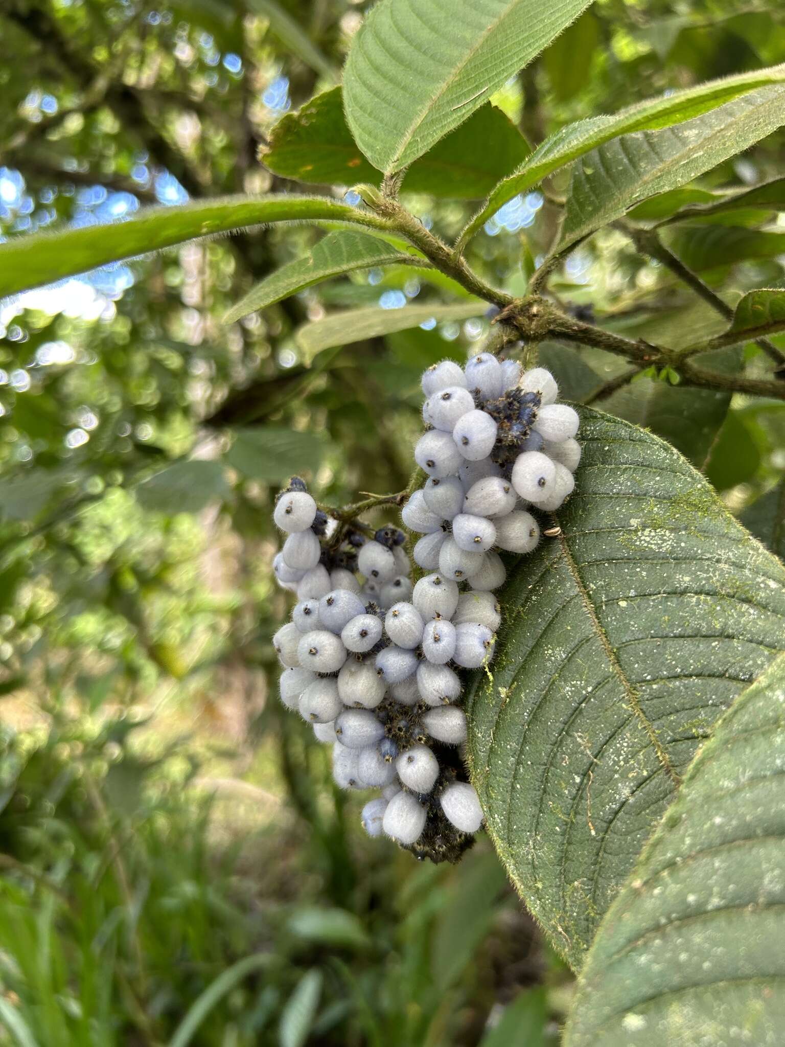 Слика од Palicourea pilosa (Ruiz & Pav.) Borhidi