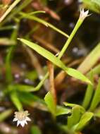 Image de Eriocaulon xeranthemum Mart.