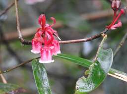 Image of Enkianthus quinqueflorus Lour.