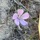 Image of Kern mallow